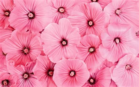 Pink Flower Desktop Wallpapers On Wallpaperdog