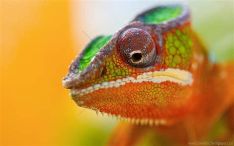 Chameleon Close Up Face Spotted Wallpaper Background Best Stock Photos