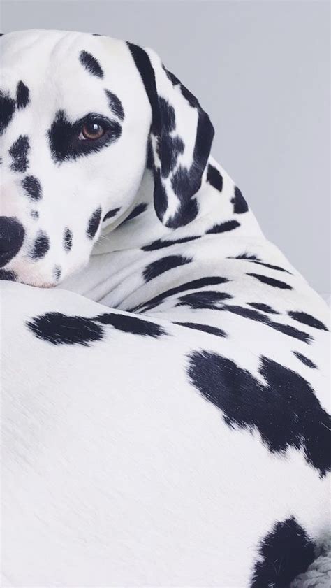 Viljodalmatian Dalmatian Dog Puppy Dalmatianpuppy Dalmatiandog Щенки
