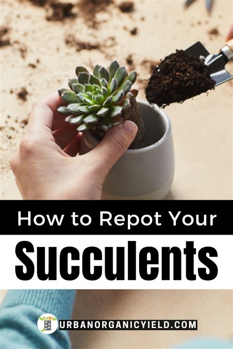 Pin On Succulent And Air Plant Gardening