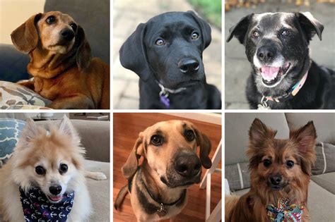 Different dog breeds have different lifespans. Top Dog Names Of 2018 And Where They Originate : NPR