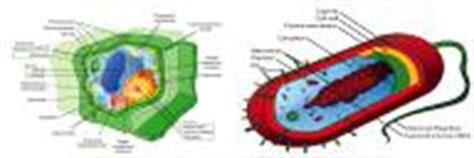 Maybe you would like to learn more about one of these? Cilia and Flagella - Difference and Comparison | Diffen
