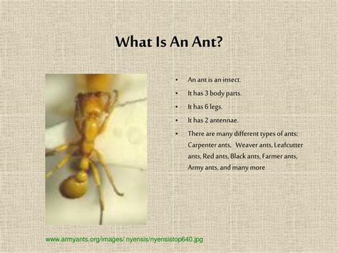 Ppt Ants Powerpoint Presentation Free Download Id5405631
