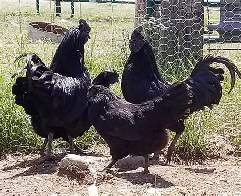 Ayam Cemani Hatching Eggs Cackle Hatchery