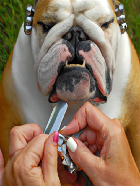 How To Groom A Bulldog A Comprehensive Guide Critter Kingdom