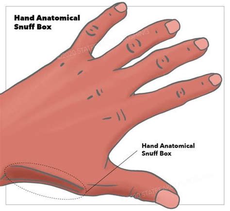 Figure Hand Anatomical Snuffbox Statpearls Publishing Illustration
