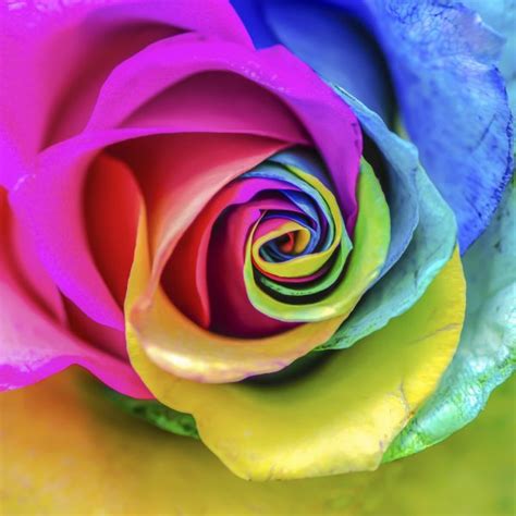 Rainbow Rose Designer Splashbacks Cameo Glass Ltd