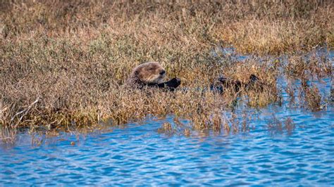 Otters Windows 10 Theme Free Wallpaper Themes