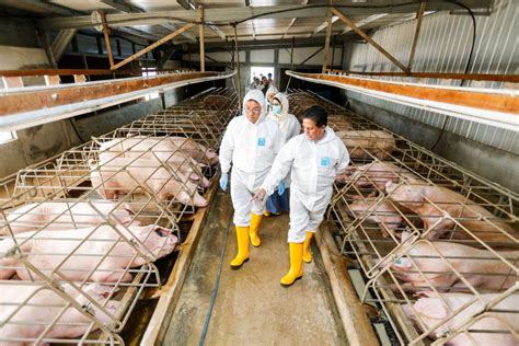 As the death toll mounts and the living panic, the government plans extreme measures to contain it. The Veterinary Department Has Detected Swine Flu In ...