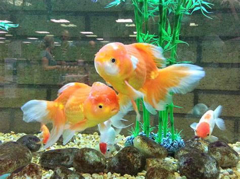 Fancy Goldfish Life Of Sea