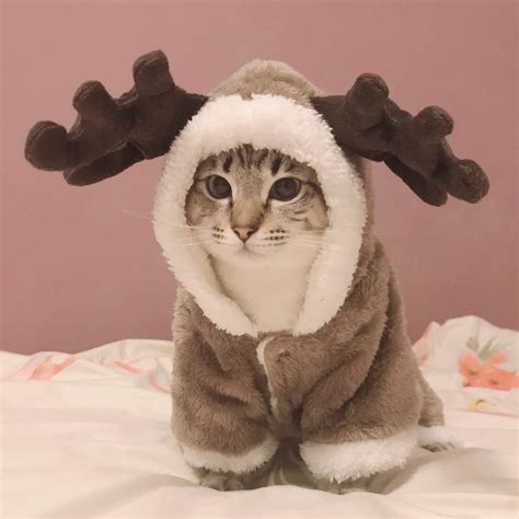 Winter Cat Clothes Warm Fleece Pet Costume For Small Cats Kitten