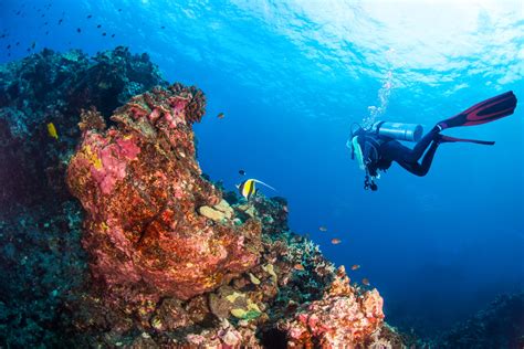 Scuba Diving Hawaii Travel Guide
