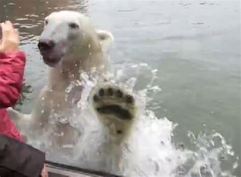 Polarni Medvjed Srdačno Dočekuje Posjetitelje Tportal