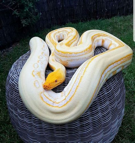 Pretty Snakes Cool Snakes Colorful Snakes Beautiful Snakes Animals