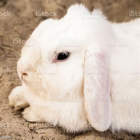 White Lop Eared Domestic Rabbit Lying Down On Sand Stock Photo