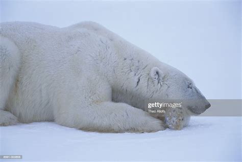 Polar Bear Sleeping In Snow High Res Stock Photo Getty Images