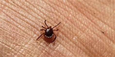 Woman Allergic To Meat Years After Tick Bite