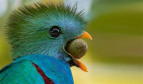 World Birds On Twitter Resplendent Quetzal Pharomachrus Mocinno🐦🦜🕊️