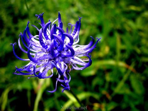 Oct 25, 2020 · which is the most beautiful flower in the world? Most Amazing an Unique Flowers All over The World ...