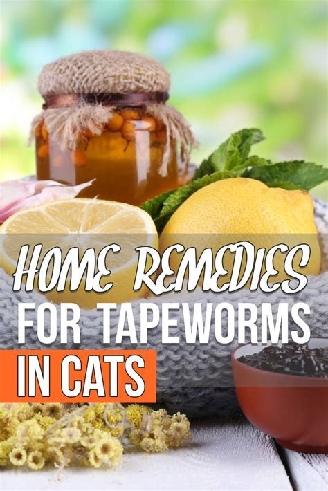 Natural Cat Remedies Pet Remedies Natural Pet Care