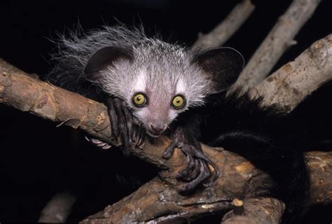 Study With Aye Ayes And Slow Loris Finds That Prosimians Prefer Alcohol