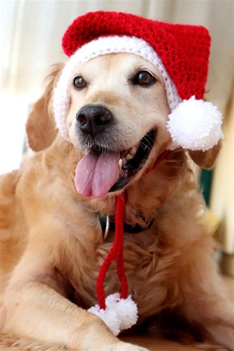 A Dog Wearing A Santa Hat Laying On Top Of A Wooden Floor With His