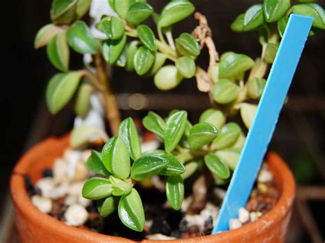 How To Care For Peperomia Nivalis Plant Index