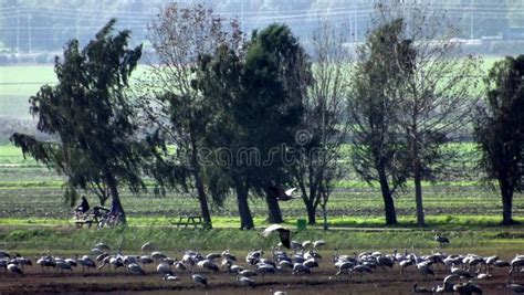 Hula Valley In Spring Colors Israel Stock Photo Image Of Called