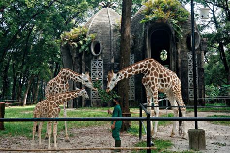 Kebun Binatang Ragunan Jakarta Tiket Masuk Lokasi And Jam Buka