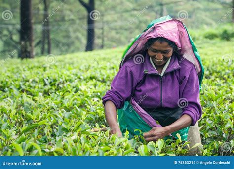 Woman Working On Sri Lankan Tea Plantation Editorial Stock Image