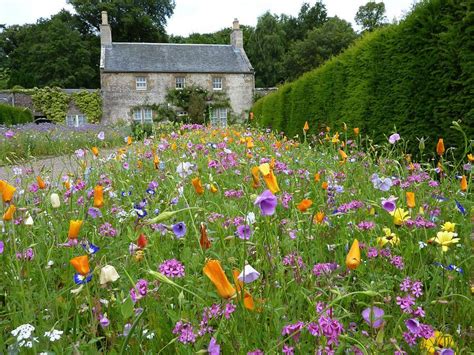 23 Wildflower Garden For Your Backyard Wild Flower Meadow Meadow