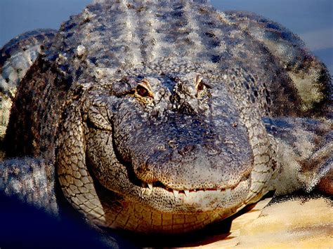 Happy Alligator Photograph by Dennis Dugan | Fine Art America