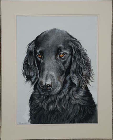Pencilpix By Sue Clinker Flat Coated Retriever Finished