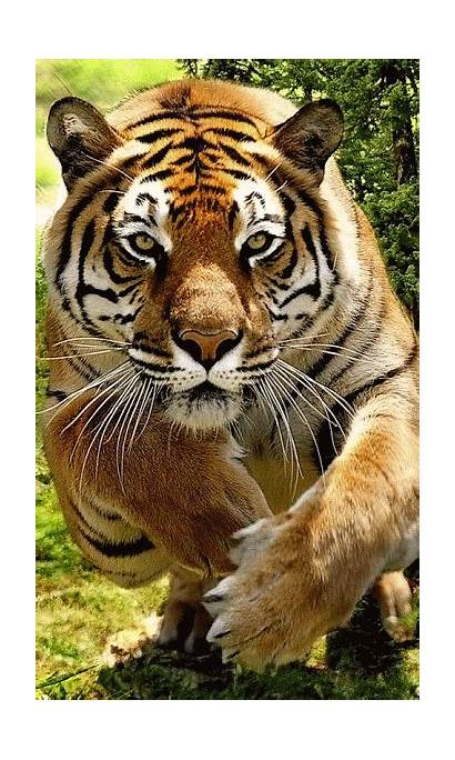 Harimau Gambar Bergerak Dp Bbm Dengan Serem