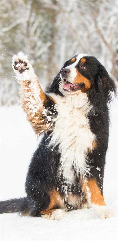 Snow Dogs Photography Retreats Puppy Tales