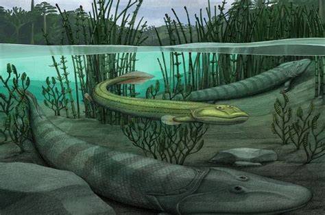 Fosil Baru Ini Ungkap Kebalikan Transisi Evolusi Ikan Purba Tiktaalik