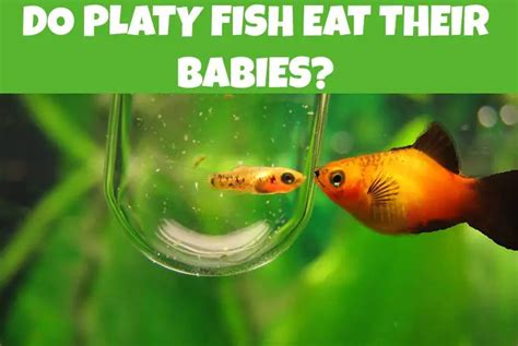 Do Platy Fish Eat Their Babies Fish Keeping Guide
