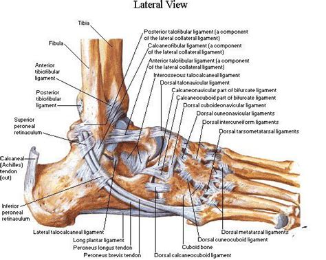 This lies on the front of the knee and connects the quadriceps muscles of the thigh to the tibia via the patella and patellar ligament (or tendon). Ankle ligaments - Netter | Ankle anatomy, Foot anatomy ...