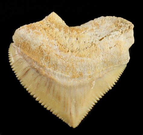 Nice Squalicorax Crow Shark Fossil Tooth For Sale 38417