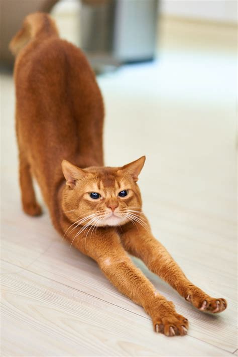 Cat Stretch Mastering The Benefits Of Stretching Westretch