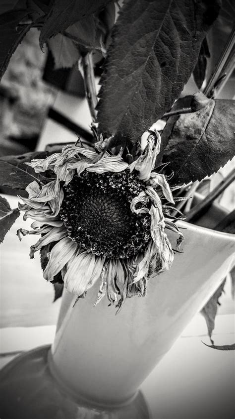 Sunflower Michael Flickr