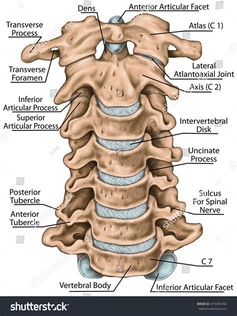Human Neck Anatomy Diagram Anatomy Bones Spinal Cord
