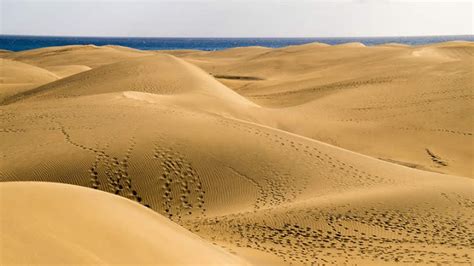Maspalomas Beach And Sand Dunes Must See In Gran Canaria 2022