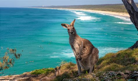 Kangaroo Island Australian Adventure Travel
