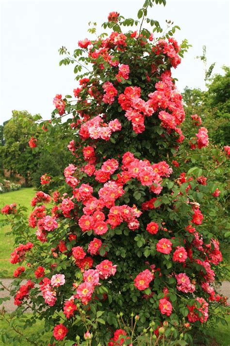 How To Grow Climbing Roses In A Small Space Garden Rose Garden Design