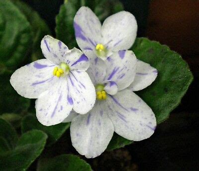 Artificial violet in ceramic pots, decorated with beads, handmad. AFRICAN VIOLET LEAVES ~ TINA'S APRIL FANTASY ~ Variable ...