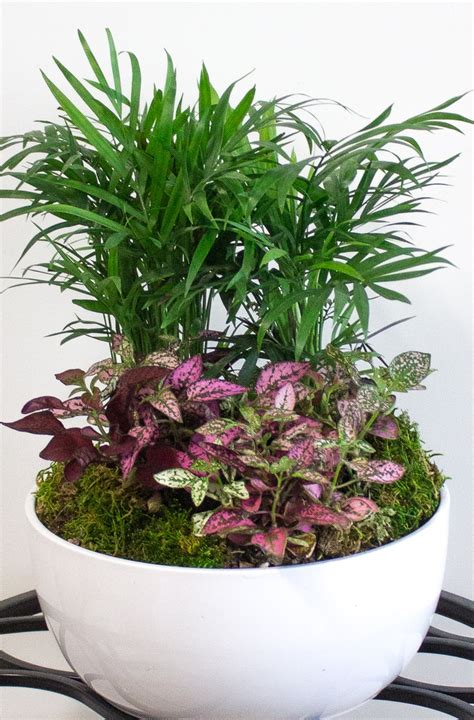 10 Low Light Indoor Plants The Can Thrive In Your Home And Office