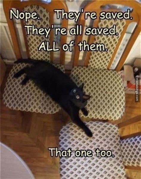 17 Cat Memes To Make You Laugh Until You Cry Funny Cute