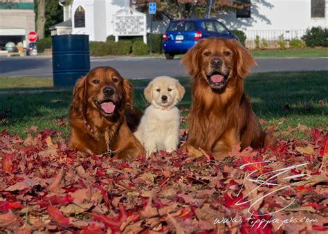 How To Find A Red Golden Retriever — Tippykayak Dog Training And Photography