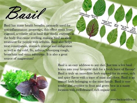 Pinterest Food Facts Herbalism Benefits Of Basil